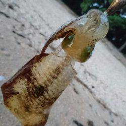 ９月最初のサーフエギング(￣ー￣)