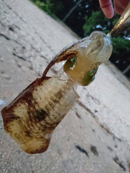 ９月最初のサーフエギング(￣ー￣)