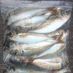 アジング釣行記