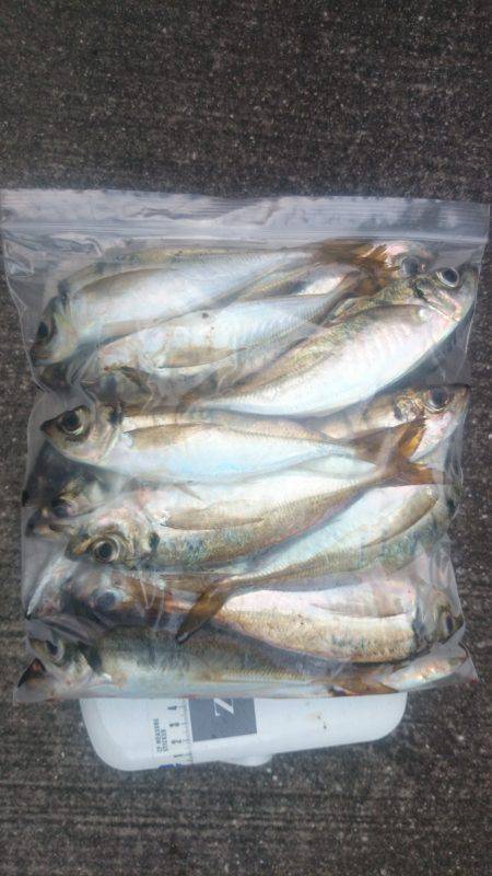 アジング釣行記