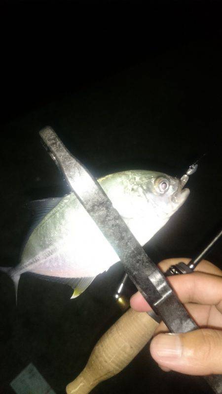 アジング釣行記