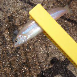 結局キッシング