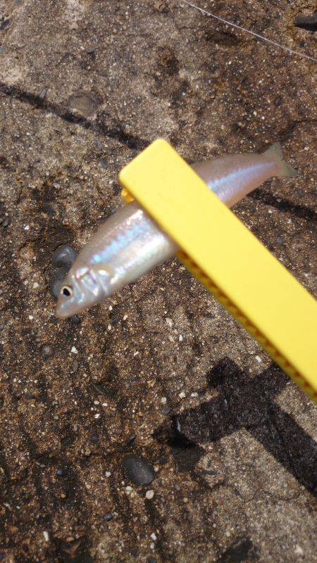 結局キッシング