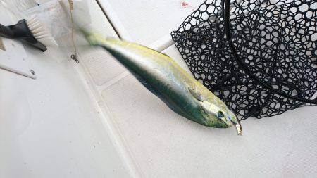 沼島沖タイラバ