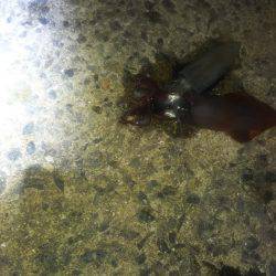 ケンサキ好調‼