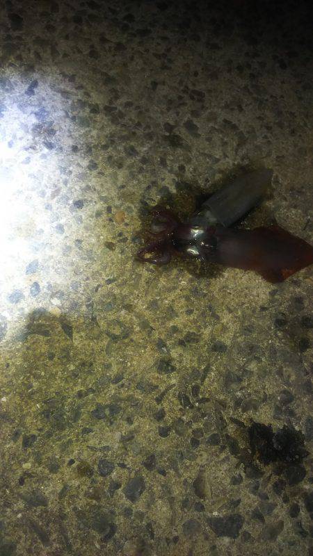 ケンサキ好調‼