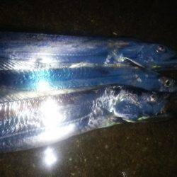 タチウオ連打！良型アジも！