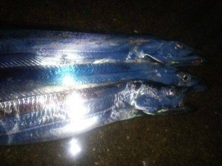 タチウオ連打！良型アジも！