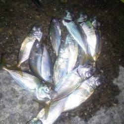 淡路島アジング&タチウオ!