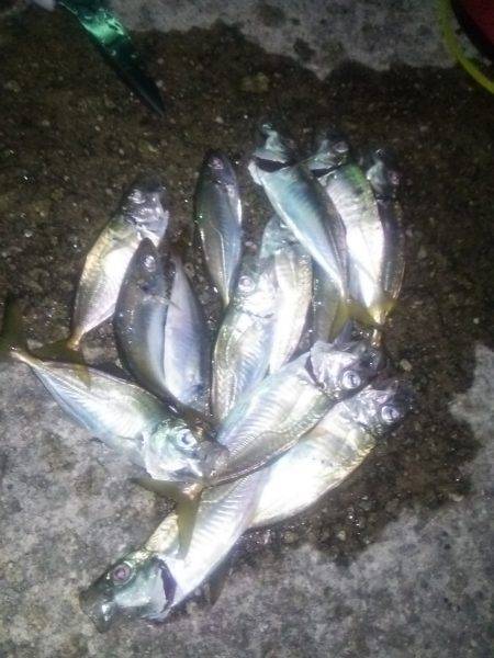 淡路島アジング&タチウオ!