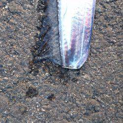 タチウオより人