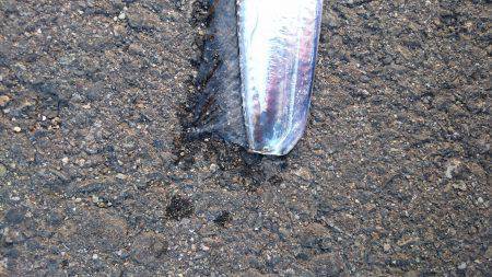 タチウオより人