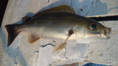 みんなで楽しく