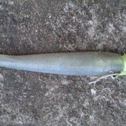 タチウオと底物！！