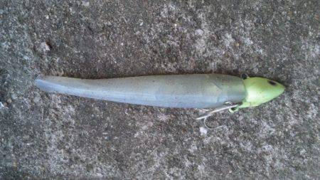 タチウオと底物！！