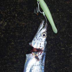 台風後のタイウオ調査