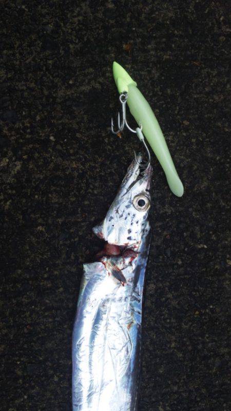 台風後のタイウオ調査