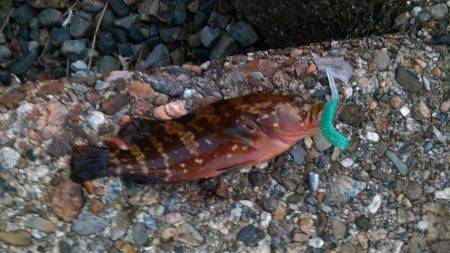 アコウとイイダコ