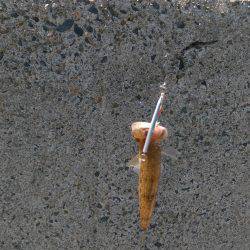 ロックとタコング