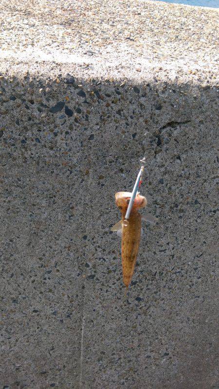 ロックとタコング