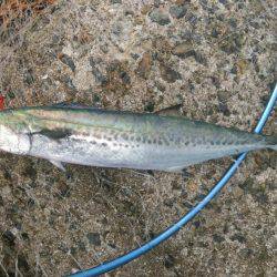 ２日連続のサゴシ