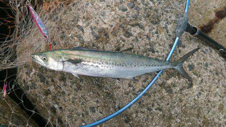 ２日連続のサゴシ