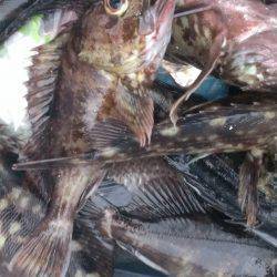 南芦屋浜石畳のウキ釣り