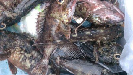 南芦屋浜石畳のウキ釣り