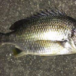 夕涼みにキビレ