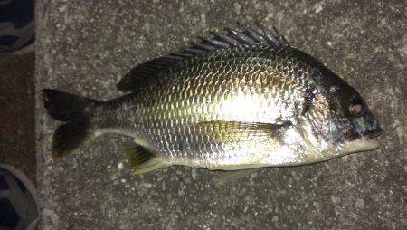 夕涼みにキビレ