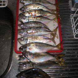 アジ、アジ時々ヒイラギ