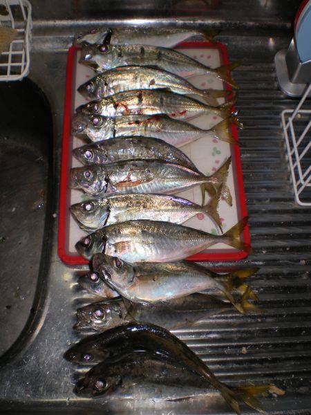 アジ、アジ時々ヒイラギ