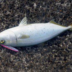 サゴシにツバスに小アジに・・・・・ナマコw