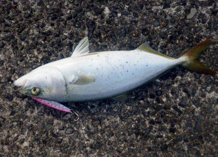 サゴシにツバスに小アジに・・・・・ナマコw