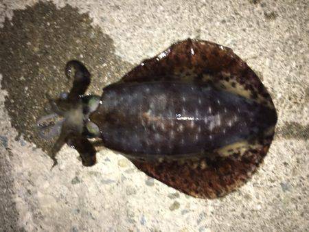 こんなの釣るつもりでは・・・