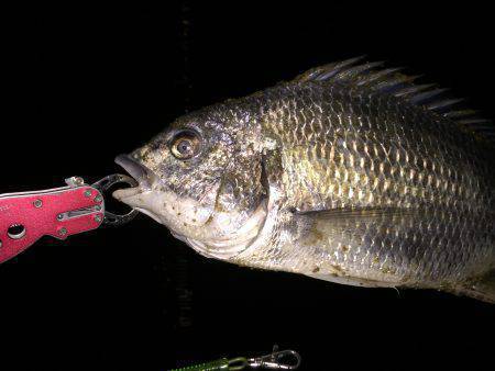 キビレ調査　ＮＯ，７