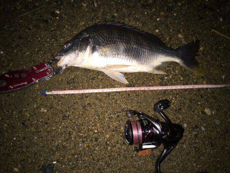 キビレ調査　ＮＯ，８