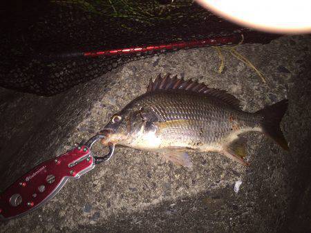 キビレ調査　ＮＯ，９