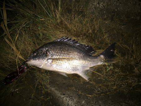 キビレ調査　ＮＯ，１０