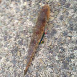 夕マズメにジギング