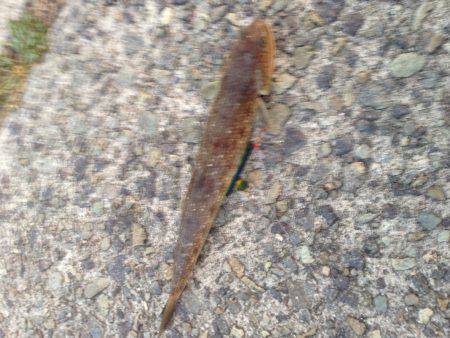 夕マズメにジギング