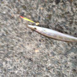 早朝ルアーフィッシング