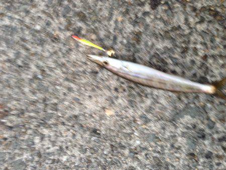 早朝ルアーフィッシング