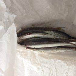 アイスジグでカマス狙い