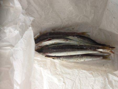 アイスジグでカマス狙い