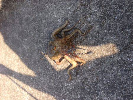 港で初タコング！