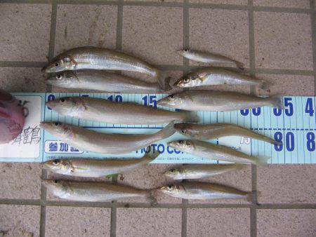 投げ釣りシロギス