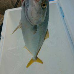 ショアジギング開幕！