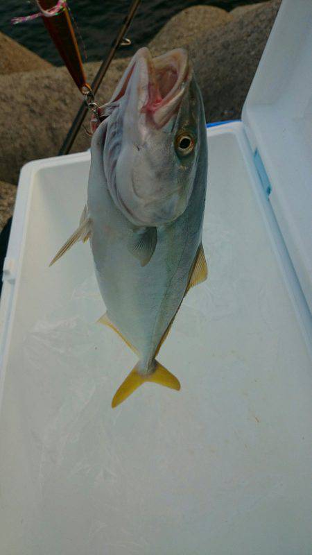 ショアジギング開幕！