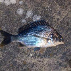 アジングからのチニング